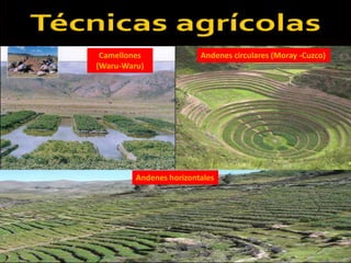 Camellones 
(Waru-Waru) 
Andenes circulares (Moray -Cuzco) 
Andenes horizontales 
 