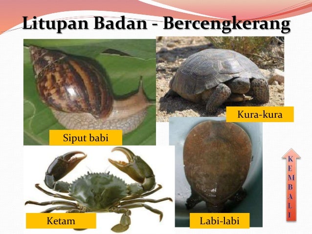 Tahun 3 nota haiwan