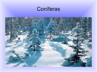 Coníferas 