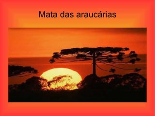 Mata das araucárias 
