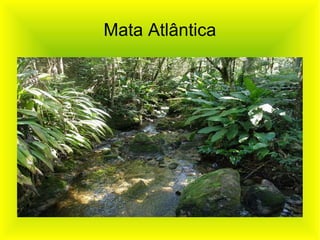 Mata Atlântica 