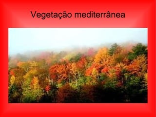 Vegetação mediterrânea 