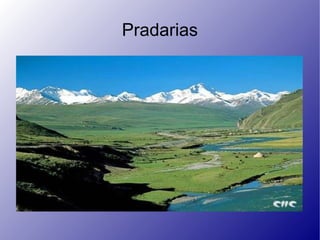Pradarias 