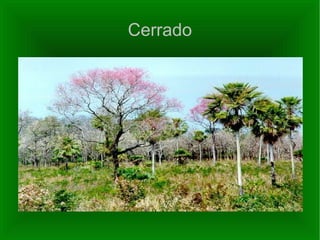 Cerrado 