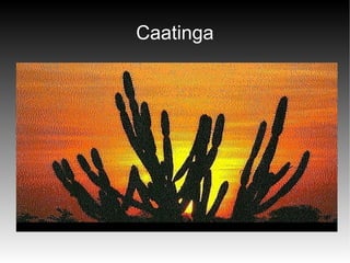 Caatinga 