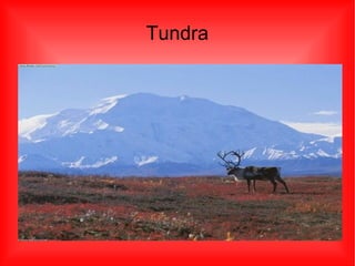 Tundra 