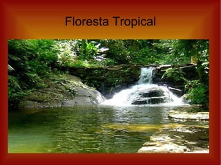 Floresta Tropical 