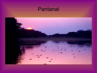 Pantanal 