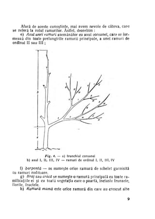Afară de aceste cunoştinţe, mai avem nevoie de câteva, care
se referă la rolul ramurilor. Astfel, deosebim :
e) Axul unei ramuri asemănător cu axul coroanei, care se for­
mează din toate prelungirile ramurii principale, a unei ramuri de
ordinul II sau III ;

Fig. 4. — a) trunchiul coroanei
b) axul I, II, III, IV — ramuri de ordinul I, II, III, IV

f) Şarpantă — se numeşte orice r a m u r ă de schelet garnisită
cu ramuri roditoare.
g) Braţ sau cracă se numeşte o r a m u r ă principală cu toate ra­
mificaţiile ei şi cu toată vegetaţia care o poartă, inclusiv frunzele,
florile, fructele.
h) Ramură mamă este orice r a m u r ă din care au crescut alte
9

 
