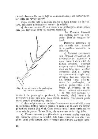 ramuri. Acestea din urmă, faţă de r a m u r a - m a m ă , sunt ramuri fiice,
iar între ele ramuri surori.
După poziţie faţă de r a m u r a m a m ă şi după timpul de desvoltare, deosebim următoarele ramuri de schelet:
a) Ramura terminală sau ramura de prelungire, adică aceea
care s'a desvoltat dintr'un m u g u r e terminal.
b) Ramura
laterală
sau ramura care s'a des­
voltat dintr'un m u g u r e la­
teral.
Ramurile terminale şi
cele laterale sunt
ramuri
cu desvoltare normală, obişnuită.
c) Ramură
concurentă
sau ramură secundară
de
prelungire
se numeşte a
doua r a m u r ă dela vârf, de
regulă crescută
dintr'un
m u g u r e axilar interior (adică cu faţa spre centrul
coroanei; (fig, 5 ) . Ramuva concurentă creşte mai
•dreaptă, deci mai viguroa­
să, furând seva dela ra­
mura de
prelungire,
pe
care o concurează, o slă­
beşte şi, deaceea, se nu­
Fig. 5. — a) r a m u r ă de p r e l u n g i r e
meşte r a m u r ă concurentă.
b) r a m u r ă c o n c u r e n t ă
I se mai zice r a m u r ă see u n d a r ă de prelungire, pentrucă, la nevoie, cân.d r a m u r a de
prelungire piere sau este prea slabă, r a m u r a concurentă poate
servi pentru prelungirea axului.
d) Ramuri precoce sau anticipate se numesc ramurile fiice care
se formează dintr'o r a m u r ă m a m ă în acelaş an în care s'a format
şi r a m u r a m a m ă (fig. 6-a). Când aceste ramuri sunt foarte scurte,
cum este la prunul Tuleu Gras, ele se numesc tulei (fig. 6-b).
e) Ramuri lacome sau flămânde se numesc acelea care dau
din ramurile groase de schelet, dela baza coroanei sau din trun­
chiul unui pom bătrân. Aceste r a m u r i cresc drepte ca nişte lumâ10

 