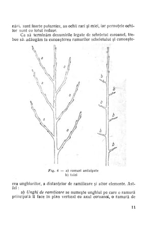 nări, sunt foarte puternice, au ochii rari şi mici, iar pernuţele ochi­
lor sunt cu totul reduse.
Ca să terminăm denumirile legate de scheletul coroanei, trebue s ă - a d ă u g ă m la cunoaşterea ramurilor scheletului şi cunoaşte-

Fig.

6 — a) r a m u r i
b) tulei

anticipate

rea unghiurilor, a .distantelor de ramificare si altor elemente. Ast­
fel :
a) Unghi de ramificare se numeşte unghiul pe care o r a m u r ă
principală li face în plan vertical cu axul coroanei, o r a m u r ă de
11

 
