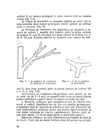 ordinul II cu r a m u r a principală şi orice r a m u r ă fiică cu r a m u r a
m a m ă (fig. 7-a).
b) Unghi de deschidere se n u m e ş t e unghiul pe care-1 fac în
plan orizontal două ramuri principale vecine aşezate pe aceeaşi
parte a coroanei (fig. 8 ) .
c) Distanţa de ramificare este depărtarea pe şarpantă a r a ­
murii de ordinul I, socotită dela tulpină, p â n ă la prima r a m u r ă
de ordinul II, apoi de aci p â n ă la a doua r a m u r ă de ordinul I ş. a.
m. d. Tot aşa, distanţa socotită pe ş a r p a n t a unei ramuri de ordi-

Fig.

7. — a) u n g h i u r i d e r a m i f i c a r e
b) d i s t a n t e de r a m i f i c a r e

Fig.

8.-a)

b) c) u n g h i u r i
de d e s c h i d e r e

nul II, dela baza acesteia până la prima r a m u r ă de ordinul III
ş. a. m. d. (fig. 7-b).
d) Grosimea de ramificare este grosimea unei ramuri de u n
an (mai r a r de 2—3 a n i ) , în punctul unde vrem să facem tăierea
pentru ramificare a acelei ramuri în ramuri de ordin mai mic.
2. Ramurile roditoare, spre deosebire de cele de schelet, s u n t
scurte şi subţiri, ramificate sau nu. Ele au o poziţie aproape p e r ­
pendiculară faţă de r a m u r i l e de schelet pe care şed. Ţesuturile lor
sunt fărâmicioase, pentrucă conţin mai puţine săruri minerale şi
mai multe substanţe de rezervă (amidonoase). D u r a t a vieţii lor
este mai scurtă : 2—8 ani, după specie şi după felul ramurii.
Ramurile roditoare nu sunt întotdeauna p u r t ă t o a r e de flori şi
de fructe. Unele din ele devin florifere chiar din primul an al vieţii
12

 