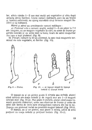 t

lor, altele rămân 1—2 sau mai mulţi ani vegetative şi abia după
aceasta devin fiorifere. Unele ramuri roditoare^ care nu au hrană
şi lumină suficientă, nu ajung niciodată să-şi formeze muguri fio­
riferi şi să rodească.
Mărul şi părul au următoarele ramuri roditoare :
a) Pintenul este o ramură scurtă, având 1—5 cm până la 7-8
cm lungime, cu un m u g u r e vegetativ la vârf, cu urme de frunze pe
părţile laterale şi cu urme mici la bază, lăsate de solzii mugurilor
din care a ieşit pintenul (fig. 9 ) .
b) Ţepuşa, ramură la fel cu pintenul, la care însă mugurel e terminai nu este vegetativ, ci florifer (fig. 10).

Fig. 9. — P i n t e n

Fig.

10, — a) ţ e p u ş ă simplă b) ţ e p u ş ă
i n e l a t ă c) ţ e p u ş ă m i x t ă

O ţepuşă ca şi un pinten poate fi simplă sau netedă, atunci
când r a m u r a are coaja netedă şi de regulă mai are 1—3 muguri
laterali mici (fig. 10-a). Mai poate fi inelată, atunci când coaja ra­
murii prezintă sbârcituri, urme sau cicatrice de frunze şi urme de
solzi sub formă de inele care strangulează r a m u r a din loc în loc.
Ţepuşa sau pintenul inelat nu prezintă muguri laterali (fig. 10-b).
O ţepuşă, ca şi un pinten, mai poate fi mixtă, adică să aibă
porţiuni cu coaja netedă şi porţiuni inelate (fig. 10-c);
13

 