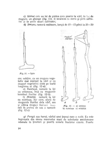 c) Spinul este un fel de pinten care poartă la vârf, în !oc de
mugure, un ghimpe (fig. 11). II întâlnim la merii şi perii sălba­
tici si la unele soiuri c u l t i v a t e ;
d) Smicea, r a m u r ă roditoare, lungă de 10 — 15 p â n ă la 20—30

Fig. 11. — S p i n

cm: subţire, cu un m u g u r e vege­
tativ mai măricel la vârf şi cu
muguri vegetativi slabi pe toată
lungimea ei (fig. 12-a).
e) Nuieluşă,
r a m u r ă la fel
cu smiceaua, însă cu mugurele
terminal florifer (fig. 12-b).
f) Mlădiiă,
r a m u r ă la fel
cu nuieluşa, dar care, afară de
m u g u r e l e florifer dela vârf, are
şi câţiva muguri floriieii
late­
rali în. partea de sus a ramurii
(fig. 12-c)

Fig, 12. — a) s m i c e a
b) n u i e l u ş e c) m l ă d i ţ ă

g) Pungă sau bursă, vârful unei ţepuşi care a rodit. Ea este
îngroşată din cauza rezervelor mari de substanţe amidonoase
adunate în ţesuturi şi poartă urmele fructelor căzute. Foarte
14

 