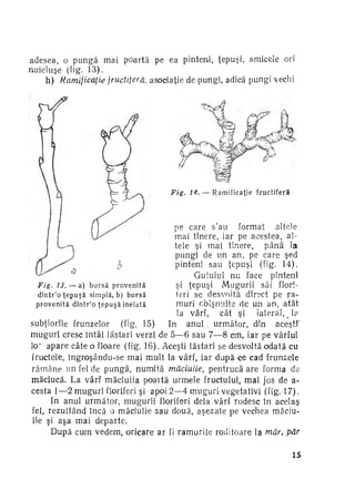 adesea, o pungă mai poartă pe ea pinteni, ţepuşi, smicele ori
nuieluşe (Vig. 13).
h) Ramificaţie fructiferă, asociaţie de pungi, adică pungi vechi

Fig.

14.—

Ramificaţie

fructiferă

pe care s'au format
altele
mai tinere, iar pe acestea, al­
tele şi mai tinere, până ia
pungi de un an pe care şed
pinteni sau ţepuşi (fig. 14).
Gutuiul nu face pinteni
şi ţepuşi. Mugurii săi fiori Fig. 13. — a) b u r s ă p r o v e n i t ă
feri se desvoîtă direct pe ra­
d i n t r ' o ţ e p u ş ă s i m p l ă , b) b u r s ă
muri obişnuite de un an, atât
provenită dintr'o ţepuşă inelată
la vârf, cât şi
iateral, la
subţiorile frunzelor
(fig. 15)
In anul , următor, din aceşti
muguri cresc întâi lăstari verzi de 5—6 sau 7—8 cm, iar pe vârful
lo" apare câte o floare (fig. 16). Aceşti lăstari se desvoîtă odată cu
fructele, îngroşându-se mai mult la vârf, iar după ce cad frunzele
r ă m â n e un fel de pungă, numită măciulie, pentrucă are forma de
măciucă. La vârf măciulia poaită urmele fructului, mai jos de acesta 1—2 muguri florifed şi apoi 2—4 muguri vegetativi (fig. 17).
In anul următor, mugurii floriferi dela vârf rodesc în aceîaş
fel, rezultând încă o măciulie sau două, aşezate pe vechea măciu­
lie şi aşa mai departe.
După cum vedem, oricare ar fi ramurile roditoare la măr, pâr
?

15

 