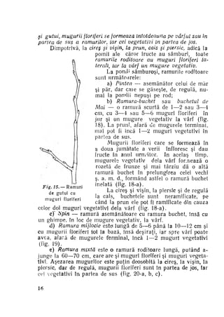 şi gutui, mugurii floriferi se formează întotdeauna pe vârful sau în
partea de sus a ramurilor, iar cei vegetativi în partea de jos.
Dimpotrivă, la cireş şi vişin, la prun, cais şi piersic, adică la
pomii ale căror iructe au sâmburi, toate
ramurile roditoare au muguri floriferi la­
terali, iar la vârf un mugure
vegetativ.
La pomi» sâmburoşi, ramurile roditoare
sunt următoarele:
a) Pinten — asemănător celui de măr
şi păr, dar care se găseşte, de regulă, nu­
mai la pomiii nepuşi pe rod;
b) Ramura-buchet
sau buchetul
de
Mai — o r a m u r ă scurtă de 1—2 sau 3—4
cm, cu 3—4 sau 5—6 muguri floriferi în
jur şi un m u g u r e vegetativ la vârf (fig.
18). La pruni, afară de mugurele terminal,
mai pot fi încă 1—2 muguri vegetativi în
pariea de sus.
Mugurii floriferi care se formează în
a doua j u m ă t a t e a verii înfloresc şi dau
fructe în anul următor. In acelaş timp,
mugurele vegetativ dela vârf formează o
rozetă d e frunze şi mai târziu dă o altă
r a m u r ă buchet în prelungirea celei vechi
ş. a. m. d., formând astfel o r a m u r ă buchet
inelată (fig. 18-a).
Fig. 15, — R a m u r i
La cireş şi vişin, la piersic şi de regulă
de g u t u i cu
la cais, buchetele sunt neramificate, pe
m u g u r i floriferi
când la prun ele pot fi ramificate din cauza
celor doi muguri vegetativi dela vârf (fig. 18-a).
c)* Spin — r a m u r ă a s e m ă n ă t o a r e cu ramura buchet, însă cu
un ghimpe, în loc de m u g u r e vegetativ, la vârf.
d) Ramura mijlocie estet lungă de 5—6 p â n ă la 10—12 cm şi
cu m u g u r i i floriferi tot la bază, însă deşiraţi, iar spre vârf poate
avea, afară de m u g u r e l e terminal, încă 1—2 m u g u r i vegetativi
(Hg. 19).
e) Ramura mixtă este o r a m u r ă roditoare lungă, putând aj u n g e la 60—70 cm, care are şi muguri floriferi şi muguri vegeta­
tivi. Aşezarea mugurilor este puţin deosebită la cireş, la vişin, la
piersic, dar de regulă, mugurii floriferi sunt în partea de jos, iar
cei vegetativi în partea de sus (fig. 20-a, b, c ) .
16

 