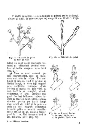 P Salbă sau sifon — este o r a m u r ă de piersic destul de l u n g ă ,
ubţire şi slabă, la care aproape toţi mugurii sunt fioriferi. Vege-

Fig. 16. — L ă s t a r i de g u t u i
cu flori pe v â r f

tativi nu sunt decât mugurele ter­
minal şi câteodată primul, even­
tual al doilea m u g u r e delà bază
.<«g- 2 1 ) ,
g) Plete — sunt ramuri go­
laşe (degarnisite), care se întâl­
nesc mai ales la vişin. Ele sunt
lungi şi subţiri, fiind în primul an
lăstari lungi, la care toţi mugurii
delà subţiorile
frunzelor
devin
floriferi şi numai cel delà vârf, cu
încă 1—2 de pe margini, rămân
vegetativi. In anul următor, mu­
gurii floriferi înfloresc, rodesc, iar
după ce fructele sunt culese, ramura
r ă m â n e golaşe pe toată lungi­
mea, afară de vârf şi de punctele
unde au fost muguri vegetativi.
Această golire a ramurii repetându-se din an în an, rezultă ramuri
p â n ă la 1 m , fără frunze şi rod ne
ele, denumite plete (fig. 22).
2. — T ă i e r e a

Fig.

Fig.

17. — Măciulii de g u t u i

18. — Ramuri buchet
a) de c i r e ş , b) de cais,
c) de piersic, d) de prun

pomifc*.

17

 