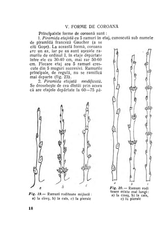 V. F O R M E DE COROANA
Principalele forme de coroană sunt :
1. Piramida etajată cu 5 ramuri în etaj, cunoscută sub numele
de piramidă franceză Gaucher (a se
citi G o ş e ) . La această formă, coroana
circ un ax, iar pe ax s u n t aşezate ra­
murile de ordinul I, în etaje depărtate
între ele cu 30-40 cm, mai rar 50-60
cm. Fiecare etaj are 5 ramura cres­
cute din 5 muguri succesivi. Ramurile
principale, de regulă, nu se ramifică
mai departe (fig. 23).
2. Piramida etajată
modificată.
Se deosebeşte de cea dintâi prin aceea
că are etajele depărtate la 60—75 pâ-

Fig. 19.— R a m u r i roditoare mijlocii :
a) la c i r e ş , b) la cais, c) la p i e r s i c

18

Fig. 20.— Ramuri rodi
t o a r e m i x t e mai l u n g i :
a) la c i r e ş , b) la cais,
c) Ia piersic

 