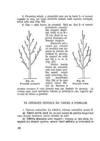 5. Piramida mixtă, o piramidă care are la bază 3—4 ramuri
aşezate în etaj, iar toate celelalte ramuri sunt aşezate neetajat,
adică câte una (Vig. 2 6 ) .
6. Vas — este forma de coroană fără ax. Are 3—4 ramuri
principale, crescute
din muguri depăr­
taţi între ei la 8—
10 cm. Axul se su­
primă deasupra ul­
timului m u g u r e .
Ramurile prin­
cipale ale vasului
se ramifică mai de­
parte în ramuri de
ordinul II, acestea,
în ramuri de ordi­
nul III ş. a. m. d.
(fig. 2 7 ) .
Dintre aceste
forme de coroană,
cele mai bune pen­
tru pomii
noştri
s u n t piramida eta­
jată
modificată
(fig. 24) şi î n rare
Fig.
26.
Fig.
25.
cazuri vasul. Mo­
Piramidă neetajată
Piramidă m i x t ă
dul de formare a
acestor coroane îl vom descrie mai jos. înainte de aceasta, să
vedem care sunt operaţiile tehnice şi principiile sau regulile ge­
nerale de tăiere a pomilor.

VI. O P E R A Ţ I I T E H N I C E DE TAIERE A P O M I L O R
1. Tăierea ramurilor. Ca tehnică, tăierea ramurilor poate fi:
a) Tăiere oarbă, când nu se ţine seamă de poziţia mugurelul
care devine terminal, adică r ă m â n e la vârf.
b) Tăierea deasupra unui mugure;
r a m u r a se taie oblic, în­
cepând din dreptul (partea opusă) bazei ochimlui şi terminând în
20

 