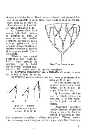 dreptul vârfului ochiului. Dacă tăietura coboară mai jos, ochiul se
zice că „se răsuflă" şi dă un lăstar slab. Când se lasă un cep mai
mare, rana nu se poate în­
chide, din cauză că vârful
se usucă (fig.28-a, b, c ) ;
c) Tăierea de la bază
sau la inel, când ramura
se suprimă cu totul. In
acest caz se taîe imediat
deasupra inelului de coajă
care se găseşte la baza
oricărei ramuri. Tăietura se
netezeşte perfect cu cosorul
şi se u n g e cu mastic (ceară
de altoit).
Tăietura unjei ramuri
poate fi de mai multe fe­
luri şi după gradul de
Fig. 27. — F o r m a de v a s
scurtare, legat la rândul
său de scopul urmărit prin
scurtare. Din acest punct de vedere, deosebim:
a) Scurtarea prelungirilor sau a lăstarilor-de un an, în c a r e
caz se taie în lemn de u n an.
b) Keducţia, când scurtarea este mai m a r e şi se operează în
lemn de 2—3 ani;
c) Substituirea
sau în­
locuirea, când se scurtează
ramuri
de 6—8 ani, în
scopul înlocuirii loi;
d) Retezarea, când se
taie, fie crăcile groase ale
coroanei, ie tulpina pomu­
lui, în scopul refaceri: acestora.
Fig. 28. — T ă i e r e a
Analizând
operaţiile
d e a s u p r a unui m u g u r e :
tehnice descrise, constatăm
a) b i n e , b) şi c) r ă u
că ele se reduc la două operaţii principale, şi anu­
me: scurtaiea ramurilor şi rărirea ramurilor. Tăierea
oarbă,
tăierea deasupra unui mugure, scurtarea prelungirilor, reducţia şi
F

21

 