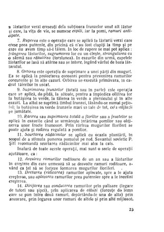 3 lăstarilor verzi crescuţi delà subţioara frunzelor unuî alt lăstar
şi care, la viţa de vie, se numesc copiii, iar la pomi, ramuri anti­
cipate.
7. Ruperea este o operaţie care se aplică la lăstarii verzi care
cresc prea puternic, din pricină că n'au fost ciupiţi la timp şi pe
care nu avem timp să-i tăiem. In Ioc de rupere se mai pot aplica :
frângerea lăstarilor, sugrumarea lor cu un cleşte, strangularea cu
-o sârmă sau răsucirea (torsiunea). In cazurile din urmă, capetele
lăstarilor se lasă să atârne sau se întorc, legând vârful de baza lăs­
tarului.
8. Orbirea este operaţia de suprimare a unei părţi din muguri.
Ea se aplică la proiectarea coroanei pentru prevenirea ramurilor
concurente şi în alte cazuri. Orbirea sei execută primăvara, în ca­
drul tăierilor în uscat.
9. Suprimarea
frunzelor (totală sau în parte) este operaţia
c a r e se aplică, de pildă, la altoaie, pentru a împiedica ofilirea lor
la butăşirea în verde, la tăierea în verde a piersicului şi în- alte
cazuri. La altoi se suprimă limbul frunzei, lăsându-se numai peţiolul; la butăşirea î n verde frunzele mari se laie de tot, cel^ inijlo:ii
pe jumătate.
10. Rărirea sau suprimarea totală a florilor sau a fructelor se
aplică în cazurile când se urmăreşte întărirea pomilor sau obţi­
nerea unor fructe frumoase. P r i n rărirea mugurilor floriferi se
poate ajuta şi rodirea regulată a pomilor.
11. Scurtarea rădăcinilor
se aplică cu ocazia plantării, în
scopul de a stimula punerea pomului pe rod. Savantul sovietic P.
Şitt recomandă scurtarea rădăcinilor mai alqs la cais.
Inafară de toate aceste operaţii, mai sunt o serie de operaţii
ajutătoare, ca :
12. Arcuirea ramurilor roditoare de un an sau a lăstarilor
în creştere din care urmează să se desvolte ramuri roditoare, având ca ţel să se forţeze formarea mugurilor floriferi.
13. Dresarea (ridicarea) ramurilor aplecate, spre a le ajuta
creşterea, sau aplecarea ramurilor prea puternice spre a le încetini
creşterea.
*
14. Dirijarea sau conducerea ramurilor prin palisare (legare
de tutori sau şipci), prin aplicarea de căluşi (furcuţe de lemn
care se pun între două ramuri, depărtându-le una de alta) prin
ancorare, prin legarea unor ramuri de altele şi prin alté mijloace,
23

 