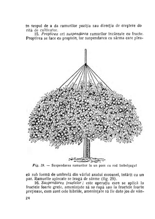 In scopul de a da ramurilor poziţia sau direcţia de creştere do­
rită de cultivator.
15. Proptirea ori suspendarea
ramurilor încărcate cu fructe.
Proptirea se face cu proptele, iar suspendarea cu sârma care plea-

Fig.

29. — S u s p e n d a r e a r a m u r i l o r la u n p o m c u r o d

îmbelşugat

că sub formă de umbrelă din vârful axului coroanei, întărit cu u n
par. Ramurile aplecate se leagă de sârme (fig. 29).
16. Suspendarea
fructelor;
este operaţia care se aplică la
fructele foarte grele, ameninţate să se rupă sau la fructele foarte
preţioase, cum sunt cele hibride, a m e n i n ţ a t e să fie d a t e jos de v â n 24

 
