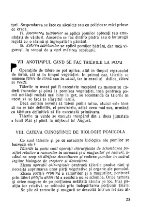 iuri. Suspendarea se face cu săculeţe sau cu policioare mici prinse
de cracă.
17. Ancorarea tulpinelor se aplică pomilor aplecaţi sau ame­
ninţaţi de vânturi. Ancorele se fac dintr'o piatră sau o buturugă
legată cu o s â r m ă şi îngropată în pământ.
18. Zidirea scorburilor *s aplică pomilor bătrâni, dar încă viguro.şi, în scopul de a opri mărirea scorburii.

VIL A N O T I M P U L CÂND SE FAC TĂIERILE LA P O M I
Operaţiile de tăiere se pot aplica, a t â t în timpul repausului
de iarnă, cât şi în timpul vegetaţiei. In primul caz, tăierile se
numesc tăieri de iarnă sau în uscat, iar în cazul al doilea, tăieri
în verde.
Tăierile In uscat pot fi executate începând cu momentul că­
derii frunzelor şi «până la pornirea vegetaţiei, însă pentrucă po­
mii netăiaţi rezistă mai bine la ger, se recomandă ca tăierile în
uscat să se facă Ia sfârşitul iernii.
Dacă suntem nevoiţi să tăiem pomii iarna, atunci este bine
să nu se taie definitiv, ci provizoriu, adică ceva mai isus, u r m â n d
ca tăietura definitivă să fie executată p r i m ă v a r a .
Tăierile în verde s e execută începând din a doua j u m ă t a t e
a lunii Mai şi p â n ă la mijlocul lui August.
VIII. CÂTEVA CUNOŞTINŢE DE B I O L O G I E POMICOLĂ
.Ce sunt tăierile şi pe ce caractere biologice ale pomilor s e
bazează ele ?
Tăierile la pomi sunt operaţii chirurgicale de schimbarea po­
ziţiei relative a ramurilor în coroană şi a mugurilor pe ramuri, având ca scop să dirijeze desvoltarea şi rodirea pomilor în cadrul
legilor biologice de creştere şi
desvoltare.
Zicem operaţii chirurgicale pentrucă tăierile produc răni şi
necesită suprimarea unor părţi vegetative şi o r g a n e ale pomului.
Zicem poziţie relativa a ramurilor şi a mugurilor, pentrucă
prin tăieri poziţia absolută a acestora nu se schimbă. Orice ramură
şi orice m u g u r e de p e porţiunea netăiată r ă m â n pe loc, însă po­
ziţia lor relativă se schimbă prin îndepărtarea porţiunii tăiate.
Se ştie că ramurile şi mugurii se desvoltă într'un fel sau al25

 