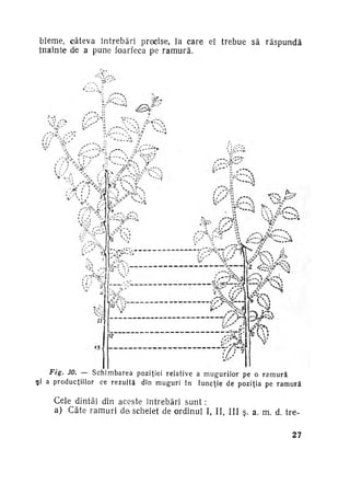 bleme, câteva întrebări precise, la care el trebue să răspundă
înainte de a pune foarfecă pe r a m u r ă .

F / g . 30. — S c h i m b a r e a p o z i ţ i e i r e l a t i v e a m u g u r i l o r pe o r a m u r ă
a p r o d u c ţ i i l o r ce r e z u l t ă din m u g u r i în f u n c ţ i e d e p o z i ţ i a pe r a m u r ă

Cele dintâi din aceste întrebări sunt :
a) Câte ramuri da schelet de ordinul I, II III ş. a. m. d. tret

27

 