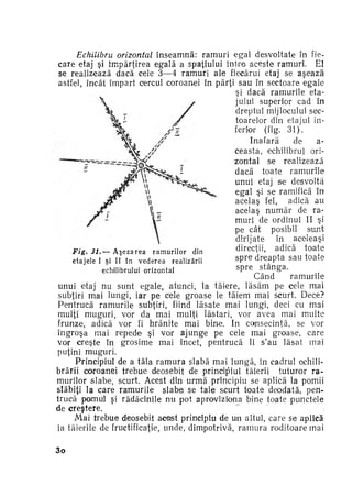 Echilibru orizontal înseamnă: ramuri egal desvoltate în fie­
care etaj şi împărţirea egală a spaţiului între aceste ramuri. El
se realizează dacă cele 3—4 ramuri ale fiecărui etaj se aşează
astfel, încât împart Cercul coroanei în părţi sau în sectoare egale
şi dacă ramurile eta­
jului superior cad în
dreptul mijlocului sec­
toarelor din etajul in­
ferior (fig. 31).
Inafară
de
aceasta, echilibrul ori­
zontal se realizează
dacă toate ramurile
unui etaj se desvoltă
egal şi se ramifică în
acelaş fel, adică au
acelaş n u m ă r de ra­
muri de ordinul II şi
pe cât posibil sunt
dirijate
în aceleaşi
Fig. 31.— A ş e z a r e a r a m u r i l o r din
direcţii, adică toate
e t a j e l e I si II în v e d e r e a r e a l i z ă r i i
spre dreapta sau toate
echilibrului o r i z o n t a l
spre s t â n g a .
Cand
ramurile
unui etaj nu sunt egale, atunci, la tăiere, lăsăm pe cele mai
subţiri mai lungi, iar pe cele groase le tăiem mai scurt. Dece?
Pentrucă ramurile subţiri, fiind lăsate mai lungi, deci cu mai
mulţi muguri, vor da mai mulţi lăstari, vor avea mai multe
frunze, adică vor fi hrănite mai bine. In consecinţă, se vor
îngroşa mai repede şi vor ajunge pe cele mai groase, care
vor creşte în grosime mai încet, pentrucă li s'au lăsat mai
puţini muguri.
Principiul de a tăia r a m u r a slabă mai lungă, în cadrul echili­
brării coroanei trebue deosebit de principiul tăierii tuturor ra­
murilor slabe, scurt. Acest din u r m ă principiu se aplică la pomii
slăbiţi la care r a m u r i l e slabe se taie scurt toate deodată, pen­
trucă pomul şi rădăcinile nu pot aproviziona bine toate punctele
de creştere.
Mai trebue deosebit acest principiu de un altul, care se aplică
la tăierile de fructificaţie, unde, dimpotrivă, r a m u r a roditoare rnai
3o

 