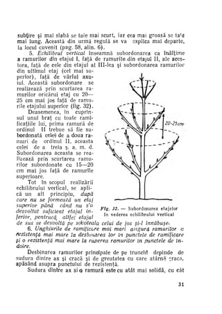 subţire şi mai slabă se taie mai scurt, iar cea mai groasă se t a ' s
mai lung. Această din urmă regulă se va explica mai departe,,
la locul cuvenit (pag. 58, alin. 6 ) .
5. Echilibrul
vertical înseamnă subordonarea ca înălţime
a ramurilor din etajul I, faţă de ramurile din etajul II, ale aces­
tora, faţă de cele din etajul al III-lea şi subordonarea ramurilor
din ultimul etaj (cel mai su­
perior), faţă de vârful axu­
lui. Această subordonare se
realizează prin scurtarea ra­
murilor oricărui etaj cu 20—
25 cm mai jos faţă de ramu­
rile etajului superior (fig. 32).
Deasemenea, în cuprin­
sul, unui braţ cu toate rami­
ficaţiile lui, prima ramură de
ordinul II trebue să fie su­
bordonată celeil de a doua ra­
muri de ordinul II, aceasta
celei de a treia ş. a. m. d.
Subordonarea aceasta se rea­
lizează prin scurtarea ramu­
rilor subordonate cu 15—20
cm mai jos faţă de ramurile
superioare.
Tot în scopul realizării
echilibrului vertical, se apli­
că un alt principiu,
după
care nu se formează un etaj
superior până
când nu s'a
Fîg. 32. — S u b o r d o n a r e a e t a j e l o r
desvoltat
suficient etajul in­
în v e d e r e a e c h i l i b r u l u i v e r t i c a l
ferior, pentrucâ^ altfel etajul
de sus se desvoltă pe socoteala celui de jos şi-l
înnăbuşe6. Unghiurile de ramificare mai mari asigură ramurilor
c
tiezistenţă mai mare la desbinarea lor in punctele de ramificare
şi o rezistenţă mai mare la ruperea ramurilor în punctele de în­
doire.
Desbinarea ramurilor principale de pe trunchî depinde de
sudura dintre ax şi cracă şi de greutatea cu care a t â r n ă craca,
apăsând asupra punctului de rezistenţă.
Sudura dintre ax si o r a m u r ă este cu atât mai solidă, cu cât

31

 