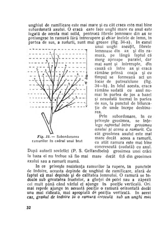 unghiul de ramificare este mai mare şi cu cât craca este mai bine
subordonată axului. O cracă care face unghi m a r e cu axul este
legată de acesta mai solid, pentrucă fibrele lemnoase din ax se
prelungesc în ramură fără întrerupere şi chiar inelele de lemn, în
partea de sus, a sudurii, sunt mai groase (fig. 3 4 - a ) . In cazul
unui unghi ascuţit, fibrele
lemnoase din ax şi din ra­
mură, pe lângă faptul că
m e r g aproape
paralel, dar
mai sunt şi întrerupte, din
cauză că între ax şi cracă
r ă m â n e prinsă coaja
şi cu
timpul se formează aci un
focar de putreziciune
(fig.
3 4 — b ) . In felul acesta, craca
r ă m â n e sudată cu axul nu­
mai în partea de jos a bazei
şi nesudată tocmai în partea
de sus, la punctul de bifurcaţie de unde începe desbinarea.
Prin
subordonare, în ce
priveşte grosimea,
se înţe­
lege raportul între
grosimea
axului şi aceea a ramurii. Cu
cât grosimea axului este mai
Fig. 33. — S u b o r d o n a r e a
m a r e decât aceea a ramurii,
r a m u r i l o r în c a d r u l u n u i b r a t
cu atât r a m u r a este mai bine
concrescută (sudată) cu axul.
D u p ă autorii sovietici ( P . S. Gelfandbein)
grosimea unei crăci
la baza ei nu trebue să fie mai m a r e decât 0,6 din grosimea
axului sau a ramurii m a m ă .
In ce priveşte rezistenţa ramurilor la rupere, în punctele
de îndoire, aceasta depinde de unghiul de ramificare, afară de
faptul că mai depinde şi de calitatea lemnului. O r a m u r ă se în­
doaie sub greutatea fructelor, a gheţei da polei sau a zăpezii
cel mult până când vârful ei ajunge în poziţie verticală. Ori,
mai repede ajunge îm această poziţie o r a m u r ă orizontală decât
una mai ridicată, mai apropiată de poziţia verticală. In acest
caz, gradul de îndoire la o ramură crescută
sub un unghi mai
32

 