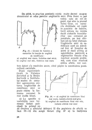 De altfd, în practica .pomicolă există multe dovezi asupra
dezastrului ce aduc pomilor unghiurile mici. Prin livezi se pot
vedea sute de mii de
pomi, mai ales la prunul
Tuleu G r a s , cu
ramu­
rile desbinate ori rupte
în punctele de îndoire,
încât adesea nu r ă m â n
decât cioturile trunchiurilor sau coiroanei, pe
j u m ă t a t e , pe trei sfer­
turi ori cu totul distruse.
Unghiurile mici de ra­
mificare sunt un adevă­
rat bici al livezilor de
pomi şi dacă ştiinţa şi
Fig. 35. — G r a d u l de î n d o i r e a
agrotehnica pomicolă a
r a m u r i l o r în f u n c ţ i e de u n g h i u l
regimurilor trecute n'au
de r a m i f i c a r e :
rezolvat această proble­
a) u n g h i u l mai m a r e , î n d o i r e a m a i m i c ă ;
mă, cum n'au rezolvat
b) u n g h i u l m a i m i c , î n d o i r e a mai m a r e
atâtea altele, noi sun­
tem datori s'o rezolvăm acum, când păşim la construirea pomiculturii socialiste.
După
experienţele
/acute
în
Uniunea
Sovietică şi la Secţia
horticolă a Institutu­
lui nostru de cerce­
tări agronomice, evi­
tarea unghiurilor de
ramificare
mici
se
poate obţine la for­
marea
coroan-ei
în
mai multe feluri.
Fig.

36. — a) u n g h i u l d e r a m i f i c a r e fiind
m a i m a r e , r a m u r a a t â r n ă mai "greu
b) u n g h i u l de r a m i f i c a r e fiind mai m i c ,
r a m u r a a t â r n ă mai uşor

a) La speciile şi
varietăţile care for­
mează lăstari anti­
cipaţi în primul an
de creştere a altoiului (câmpul II din pepiniera de altoit) se
lasă 10—12 din aceşti lăstari (fig. 37 a) la înălţimea
34

 
