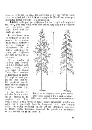 unde se formează coroana (pe porţiunea a, b), iar vârful lăsta­
rului principal (al altoiului) se ciupeşte la 25—30 cm deasupra
ultimului lăstar anticipat (m punctul c).
Lăstarii anticipaţi pe porţiunea b c vor creşte sub unghiuri
maî mici, fiind mai aproape de vârf, cei pe porţiunea a b v*>r creşte
sub
unghiuri
mai
mari, fiind mai de­
parte de vârf.
In primăvara anu­
lui următor se taie în
punctul b aruncându-se toată porţiunea
b-c, iar coroana < e
=
proiectează din ra­
murile anticipate si­
tuate pe
porţiunea
a-b care devine ax al
coroanei.
t

b) La speciile şi
soiurile care formea­
ză tulei (lăstari anti­
cipaţi
scurţi)
cum
este cazul la prunul
Tuleu Gras, coroana
se formează în acelaş
fel ca şi în cazul pre­
cedent, însă din tu­
lei, pentrucă aceştia
cresc sub un unghi de
ramificare mare (fig.
37 b ) .
c) La speciile şi
Fig. 37 — a) P r e g ă t i r e a u n u i p u i e t p e n t r u
soiurile la care alto­
p r o i e c t a r e a c o r o a n e i din r a m u r i a n t i c i p a t e
iul, în primul an de
creştere,
nu
for­ b) U n p u i e t cu tulei din c a r e se va f o r m a c o r o a n a
mează decât o tijă (mladă) fără lăstari anticipaţi, aceştia din
urmă pot fi provocaţi, dacă la începutul lunii. Iulie ciupim
vârful lăstarului principal cu 25—30 cm deasupra punctului
de tăiere pentru formarea coroanei. In primăvara următoare
se procedează ca şi în cazul a.
35

 