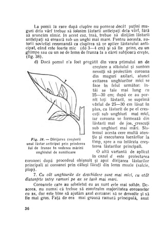 La pomii la care după ciupire nu pornesc decât puţini m u ­
guri dela vârf trebue să folosim lăstarii anticipaţi dela vârf, fără
să aruncăm nimic, in acest caz, însă, trebue să dirijăm lăstarii
anticipaţi să crească sub un unghi mai m a r e . Pentru aceasta, au­
torii sovietici recomandă ca ciupirea să se aplice lăstarului anti­
cipat, când este foarte mic (dei 3—4 cm) şi să fie prins, cu un
ghimpe sau cu un ac de lemn de frunza la a cărei subţioară creşte,
38).
d) Dacă pomul n'a fost pregătit din vara primului an de
creştere a altoiului şi suntem
nevoiţi să proiectăm coroana
din muguri axilari, atunci
evitarea unghiurilor mici se
face în felul următor: în­
tâi se taie mai l u n g cu
25—30 cm; după ce au por­
nit toţi lăstarii, se suprimă
vârful de 25—30 cm lăsat în
plus, cu lăstarii de pe el cres­
cuţi sub unghiuri mai mici,
iar coroana se formează din
lăstarii mai de jos, crescuţi
sub unghiuri mai mari. Sis­
temul acesta cere multă aten­
ţie şi executarea lucrărilor la
Fig. 38. — D i r i j a r e a c r e ş t e r i i
timp, spre a nu întârzia creş­
unui l ă s t a r anticipat prin prinderea
terea lăstarilor principali.
Iui de f r u n z e în v e d e r e a m ă r i r i i
O altă variantă de aplicat
unghiului de ramificare
în cazul d este proiectarea
coroanei după procedeul obişnuit şi apoi dirijarea lăstarilor
principali ai coroanei prin căluşi făcuţi din lemn moale (salcie,
Plop) •
7. Cu cât unghiurile
de deschidere sunt mai mici, cu atât
distanţele întrp ramuri pe ax se lasă mai mari.
Coroanele care au scheletul cu ax sunt cele mai solide. Dcaceea, nu numai că trebue să construim majoritatea coroanelor
cu ax, dar este bine >să ajutăm axul coroanei să se desvolte şi să
fie mai gros. F a ţ ă de cea mai groasă r a m u r ă principală, axul
36

 