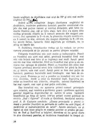 lăsate unghiuri de deschidere mai mici de 70° şi nîci maî multe

unghiuri de 7 0 ^ . # ^ 1
Având aceste cunoştinţe despre chestiunea unghiului de
deschidere, rezolvăm problema formării pomilor construind eta­
jele din mai puţine ramuri şi mărind distanţele, atât între ra­
murile fiecărui etaj, cât şi între etaje. Iată dece s'a ajuns dela
vechea piramidă etajată cu 5 r a m u r i crescute din muguri suc­
cesivi, deci apropiate la 2—4 cm, la piramida etajată modificată,
cu 3 ramuri în etaj, crescute din muguri depărtaţi la 8—10 cm.
La aceste forme, ramurile fiind depărtate pe verticală, nu se
ating cu bazele lor.
8. înălţimea
trunchiurilor
trebue să fie redusă, iar prima
ramură principală să fie plasată în partea dinspre
miazăzi.
Foloasele trunchiului mic sunt multe şi indiscutabile. Pomii
cu trunchiul mic sunt mai solizi, pentrucă trunchiul fiind mai
mic este hrănit mai bine şi se îngroaşă mai mult. Aceşti pomi
rezistă mai bine vânturilor, fiind cu trunchiul mai gros şi cu co­
roana mai aproape de p ă m â n t . Pomii cu trunchiul mic cresc mai
viguros pentrucă drumul sevei dela rădăcinile lor p â n ă la frun­
ze, şi invers, este mai scurt. Aceşti pomi se tem mai puţin de
buruieni, pentrucă buruienile sunt înnăbuşite mai t a r e de co­
roana joasă. Punerea pe rod a pomilor cu trunchiul mic are loc
mai devreme, decât a celor cu trunchiul înalt. îngrijirea po­
milor cu trunchiul mic (tăierile, stropirile, culesul fructelor) se
fac mai repede, mai uşor şi mai puţin costisitor.
Dar trunchiul mic, cu aşezarea primei ramuri principale
spre miazăzi, mai rezolvă o problemă g r a v ă : problema apărării
pomilor împotriva degeraturilor ce survin în u r m a
încălzirii
trunchiului pe timp de iarnă. Intr'un articol recent publicat în
revista „Sad i Ogorod" (Livada şi G r ă d i n a ) , învăţatul sovietic
prof. A Z). Cuziurin conchide: „Cauza principală
a pieirii in
masă a pomilor fructiferi în perioada de rodire nu este frigul, ci
încălzirile şi supraîncălzirile
de iarnă". Aceste concluzii, ca şi
faptul că mai toate plăgile în scoarţa pomilor se produc pe par­
tea de Sud şi Sud-Vest a tulpinei, dovedesc că nu gerul m a r e
în sine d ă u n e a z ă pomilor, ci încălzirea trunchiului în timpul zi38

 