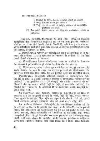 I I I . Trunchi

mijlociu

1. R e s t u l de 5 0 % din m a t e r i a l u l a l t o i t pe d u s e n
2 . 8 0 % din cel a l t o i t pe s ă l b a t i c
3. T o ţ i c i r e ş i i , p r u n i i şi caişii, p r e c u m şi v a r i e t ă ţ i l e
p l e t o a s e de v i ş i n .
I V . Trunchi
înalt:
r e s t u l d e 2 0 % din m a t e r i a l u l a l t o i t p e
sălbatic.

Cu alte cuvinte, începând cu anii 1951 —1952 în livezile
socialiste din Republica noastră nu se va mai planta material
săditor cu trunchiul înalt, decât 5—10%, adică o parte clin cei
2 0 % altoiţi pe sălbatic, din care restul va merge pentru plantarea
dte şosele, drumuri şi alee.
9. Ramificarea ramurilor principale (sau de ordinul I) în ra­
muri d e ordinul II şi a acestora în ramuri de ordinul III se face
după două sisteme, şi anume :
a) Ramificarea
bilateral-alternâ
care se aplică la formele
de coroană piramidală şi chiar la formele de vas, şi
b) Bifurcarea, c a r e trebue aplicată foarte rar, şi anume : la
acele forme de vas la care nu există pericol de desbinare, fie
datorită lemnului mai tare, fie că pomul este cu coroana mică.
Ramificarea bilaterală alternă constă în p r e l u n g i r e a dela
un an la altul a axului ramurii m a m ă şi formarea ramurilor de
ordinul II pe ambele părţi (bilateral) ale axului ramurii de or­
dinul I, dar nu opus, adică faţă în faţă, ci succesiv ( a l t e r n ) . La
rândul lor, ramurile de ordinul II 'se ramifică după aceeaşi re­
gulă (fig. 41).
La bifurcare, axul ramurii m a m ă se suprimă şi se lasă sâ
crească din doi muguri situaţi la vârf, faţă în faţă, două ramuri
fiice egale între ele. Operaţia se repetă de două, trei ori, p â n ă
când coroana atinge volumul său cel mai m a r e (fig. 42).
La ambele si.steme, distanţele de ramificare trebue să fie
de cel puţin 45 cm la pomii mai mici şi de 60—75 cm la pomii
mari, iar grosimea de ramificare să fie de cel puţin 6 mm. De
bună seamă, dacă ramurile se ramifică la distanţe mai mici,
începând ichiar lângă trunchi, coroana pomului se îndeseşte prea
mult. Tot aşa, dacă în punctul unde tăiem pentru ramificare,
grosimea ramurii m a m ă este mai mică de 6 mm, acea r a m u r ă
t

4o

 