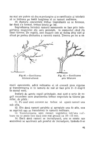 nu mai are putere să dea o prelungire şi o ramificaţie şi totodată
să se îmbrace pe toată lungimea ei cu ramuri roditoare.
10. Ramura concurentă
trebue împiedicată să se formeze,
iar dacă s'a format, trebue ţinută pe loc.
împiedicarea formării ramurii concurente se face prin înde­
părtarea mugurelui din care porneşte, în momentul când s'a
făcut tăierea. De regulă, acel mugure este al doilea dela vârf şi
situat pe partea dinăuntru a ramurii mamă. Ţinerea pe loc a ra­

Fig.41. — R a m i f i c a r e a
bilateral-alternă

Fig.

42.— R a m i f i c a r e a
prin bifurcare

murii concurente, adică nelăsarea ei să crească prea viguros
şi transformarea ei în r a m u r ă de rod se face prin 2—3 ciupiri
în cursul verii.
Inafară de aceste reguli principale, mai sunt o serie de re­
guli secundare care deasemenea trebue respectate la tăierea po­
milor, de pildă :
11. P e axul unei coroane nu trebue să apară ramuri una
sub alta.
12. Din două r a m u r i paralele şi apropiate una de alta, una
se suprimă sau se transformă în r a m u r ă roditoare.
13. Transformarea unei ramuri vegetative într'una rodi­
toare nu se poate face dacă este mai groasă ca 10—15 mm.
14. Dacă două ramuri se încrucişează, una se scoate sau
amândouă se scurtează sub punctul de încrucişare, lăsându-li-se
41

 