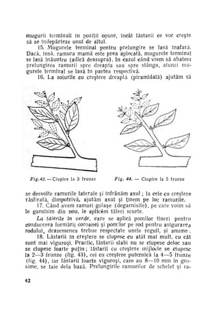 mugurii terminali în poziţii opuse, încât lăstarii ce vor creşte
să se Îndepărteze unul de altul.
15. Mugurele terminal pentru prelungire se lasă înafara.
Dacă, însă, r a m u r a m a m ă este prea aplecată, m u g u r e l e terminal
se lasă înăuntru (adică d e a s u p r a ) . In cazul c â n d vrem să abatem
prelungirea ramurii spre dreapta sau spre s t â n g a , atunci mu­
gurele terminal se lasă în partea respectivă.
16. La soiurile cu creştere dreaptă (piramidală) ajutăm să

Fig.43.

— C i u p i r e la 3 f r u n z e

Fig.

44. — C i u p i r e la 5 f r u n z e

se desvolte r a m u r i l e laterale şi înfrânăm axul ; la cele cu creştere
răsfirată, dimpotrivă, ajutăm axul şi ţinem pe loc ramurile.
17. Când avem ramuri golaşe (degarnisite), pe care voim să
le garnisim din nou, le aplicăm tăieri scurte.
La tăierile în verde, care se aplică pomilor tineri pentru
conducerea formări} coroanei şi pomilor pe rod pentru a s i g u r a r e a
rodului deasemenea trebue respectate unele reguli, şi anume ;
18. Lăstarii în creştere se ciupesc cu atât mai mult, cu cât
sunt mai viguroşi. Practic, lăstarii slabi nu se ciupesc deloc sau
se ciupesc foarte p u ţ i n ; lăstarii cu creştere mijlocie se ciupesc
la 2—3 frunze (fig. 43), cei cu creştere puternică la 4—5 frunze
(fig. 44), iar lăstarii foarte viguroşi, care au 8—10 mm în gro­
sime, se taie dela bază. Prelungirile ramurilor de schelet şi rav

42

 