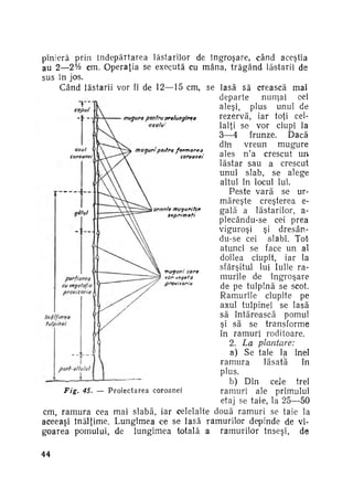 pinieră prin îndepărtarea lăstarilor de îngroşare, când aceştia
au 2—2% cm. Operaţia se execută cu mâna, t r ă g â n d lăstarii de
sus în jos.
Când lăstarii vor fi de 12—15 cm, se lasă să crească mai
departe
nurqai cei
aleşi, plus unul de
rezervă, iar toţi cei­
mugure pentru prelungirea
axului
lalţi se vor ciupi la
3—4
frunze.
Dacă
din
vreun
mugure
muguri pentru
formarea
ales n ' a crescut u n
coroanei
lăstar sau a crescut
unul slab, se alege
altul în locul lui.
Peste v a r ă se ur­
măreşte creşterea earmele muguri tor
gală a lăstarilor, asuprim aţi
plecându-se cei prea
viguroşi
şi dresându-se cei slabi. Tot
atunci se face u n al
doilea ciupit, iar la
sfârşitul lui Iulie ra­
muguri
core
murile de î n g r o ş a r e
vor vegeta
provizoriu
de pe tulpină se scot.
Ramurile ciupite pe
axul tulpinei se lasă
să întărească pomul
şi să se transforme
în ramuri roditoare.
2. La
plantare:
a) Se taie la inel
ramura
lăsată
în
plus.
b) Din cele trei
Fig. 45. — P r o i e c t a r e a c o r o a n e i
ramuri ale primului
etaj se taie, la 25—50
cm, r a m u r a cea mai slabă, iar celelalte două ramuri se taie la
aceeaşi înălţime. Lungimea ce se lasă ramurilor depinde de vi­
goarea pomului, de lungimea totală a ramurilor înseşi, de
44

 