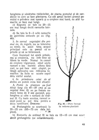 lungimea şi sănătatea rădăcinilor, de starea pomului şi de con­
diţiile în care se face plantarea. Cu cât aceşti factori promit po­
mului o prindere mai uşoară şi o creştere mai bună, cu atât ra­
murile se lasă mai lungi.
c) Săgeata s e taie cu 20—25
cm mai lungă decât ramurile late­
rale.
d) Se taie la 2—3 ochi ramurile
de garnisire crescute pe ax (fig.
46).
3. In cursul
vegetaţiei din pri­
mul an, de regulă, nu se intervine
cu nimic. In acest timp, scopul
principal este ca pomul să se
prindă şi să se întărească.
Cum frunzişul lui ajută prinde­
rea şi creşterea, nu este bine să
tăiem în verde. Numai în cazuri
de creştere viguroasă, când unele
ramuri o iau înainte altora fără
rost, se pot face mici ciupiri, pe
lângă aplecarea sau ridicarea ra­
murilor. In. Iulie se scoate cepul
dela vârful axului.
4. In
primăvara
celui
de al
doilea an putem avea trei situaţii:
A. Pomii
la plantare
au fost
tăiaţi lung (la 45—50 cm) şi au
vegetat bine. Ei au pe fiecare ra­
mură lemn de 2 ani garnisit, pre­
lungirea şi câte o r a m u r ă de ordi­
nul II. Cu, toate acestea, rareori aceşti pomi se pot tăia pentru a
doua ramificare. Deaceea:
Fig. 46.—"Pom
format
în v e d e r e a p l a n t ă r i i
a) Prelungirile se scurtează la
20—25 cm (65—75 cm dela tul­
pină).
! i i ' f^$P
b) Ramurile de ordinul II se taie cu 12—15 cm mai scurt
decât prelungirile (se subordonează).
45

 