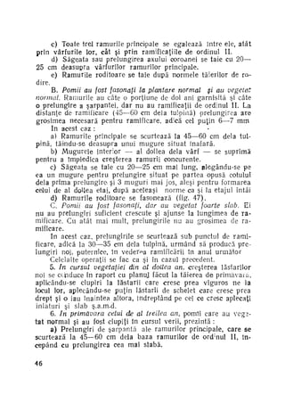 c) Toate trei ramurile principale se egalează între ele, a t â t
prin vârfurile lor, cât şi prin ramificaţiile de ordinul II.
d) Săgeata sau prelungirea axului coroanei se taie cu 20—
25 cm deasupra vârfurilor ramurilor principale.
e) Ramurile roditoare se taie după normele tăierilor de ro­
dire.
B. Pomii au fost fasonaţi la plantare normal
şi au vegetat
normai Ramurile au câte o porţiune de doi ani garnisită şi câte
o prelungire a şarpantei, dar nu au ramificaţii de ordinul II. La
distanţe de ramificare (45—60 cm delà tulpină) prelungirea a r e
grosimea necesară pentru ramificare, adică cel puţin 6—7 mm.
In acest caz :
a) Ramurile principale se scurtează la 45—60 cm delà tul­
pină, tăimdu-se deasupra unui m u g u r e situat inafară.
b) Mugurele interior — al doilea delà vârf — se suprimă
pentru a împiedica creşterea ramurii concurente.
c) S ă g e a t a se taie cu 20—25 cm mai lung, alegându-se pe
ea un m u g u r e pentru prelungire situat pe p a r t e a opusă cotului
delà prima prelungire şi 3 m u g u r i mai jos, aleşi pentru formarea
celui de al doilea etaj, după aceleaşi norme ca şi la etajul întâi
d) Ramurile roditoare se fasonează (fig. 47).
C. Pomii au fost fasonaţi, clar au vegetat foarte slab. Ei
nu au prelungiri suficient crescute şi ajunse la lungimea de r a ­
mificare. Cu atât mai mult, prelungirile nu au grosimea de ra­
mificare.
In acest caz, prelungirile se scurtează sub punctul de r a m i ­
ficare, adică la 30—35 cm delà tulpină, u r m â n d să producă pre­
lungiri noi, puternice, în vederea ramificării în anul următor.
Celelalte operaţii se fac ca şi în cazul precedent.
5. In cursul vegetaţiei din al doilea an, creşterea lăstarilor
noi se ccSnduce în raport cu planuj făcut la tăierea de primăvara,
aplicându-se ciupiri la lăstarii care cresc prea viguros ne la
locul lor, aplecându-se puţin lăstarii de schelet care cresc prea
drept şi o iau înaintea altora, îndreptând pe cei ce cresc aplecaţi
înlături şi slab ş.a.m.d.
6. In primăvara celui âe al treilea an, pomii care au vege­
tat normal şi au fost ciupiţi în cursul verii, prezintă :
a) Prelungiri de şarpantă ale ramurilor principale, care se
scurtează la 45—60 cm delà baza ramurilor de ord nul II, în­
cepând cu prelungirea cea mai slabă.
;

46

 