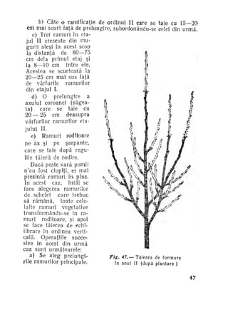 b) Câte o ramificaţie de ordinul II care se taie cu 15—20
cm mai scurt faţă de prelungire, subordonân.du-se celei din u r m ă .
c) Trei ramuri în eta­
jul II crescute din mu­
gurii aleşi în acest scop
la distanţă de 60—75
cm dela primul etaj şi
la 8—10 cm între ele.
Acestea se scurtează la
20—25 cm mai sus faţă
de vârfurile
ramurilor
din etajul I.
d) O prelungire a
axului coroanei (săgea­
ta)
care se taie cu
20 — 25 cm
deasupra
vârfurilor ramurilor eta­
jului II.
e) Ramuri roditoare
pe ăx şi pe şarpante,
care se taie după regu­
lile tăierii de rodire.
Dacă peste vară pornii
n'au fost ciupiţi, ei mai
prezintă ramuri în plus.
In acest caz, întâi se
face alegerea ramurilor
de schelet care trebue
să r ă m â n ă , toate cele­
lalte ramuri vegetative
transformându-se în ra­
muri roditoare, şi apoi
se face tăierea de echi­
librare în ordinea verti­
cală. Operaţiile succe­
sive în acest din urmă
caz sunt următoarele:
a) Se aleg prelungiFig. 47.-Tăierea
de f o r m a r e
rile ramurilor principale.
în a n u l II ( d u p ă p l a n t a r e )
47

 