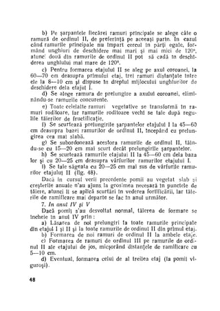 b) Pe şarpantele fiecărei ramuri principale se alege câte o
r a m u r ă de ordinul II, de preferinţă pe aceeaşi parte. In cazul
când ramurile principale nui împart cercul în părţi egale, formând unghiuri de deschidere mai mari şi mai mici de 120°,
atunci două din ramurile de ordinul II pot să cadă în deschi­
derea unghiului mai m a r e de 120°.
c) Pentru formarea etajului II se aleg pe axul coroanei, la
60—70 cm deasupra primului etaj, trei ramuri distanţate între
ele la 8—10 cm şi dispuse în dreptul mijlocului unghiurilor de
deschidere dela etajul I.
d) Se alege r a m u r a de prelungire a axului coroanei, eliminându-se r a m u r i l e concurente.
e) Toate celelalte ramuri vegetative se transformă în ra­
muri roditoare, iar ramurile roditoare vechi se taie după regu­
lile tăierilor de fructificaţie.
f) Se scurtează prelungirile şarpantelor etajului I la 45—60
cm deasupra bazei ramurilor de ordinul II, începând cu prelun­
girea cea mai slabă.
g) Se subordonează acestora ramurile de ordinul II, tăindu-se cu 15—20 cm mai scurt decât prelungirile şarpantelor.
h) Se scurtează r a m u r i l e etajului II la 45—60 cm dela baza
lor şi cu 20—25 cm deasupra vârfurilor ramurilor etajului I.
i) Şe taie s ă g e a t a cu 20—25 cm mai sus de vârfurile ramu­
rilor etajului II (fig. 48).
Dacă în cursul verii precedente pomii au vegetat slab şi
creşterile anuale n'au ajuns, la grosimea necesară în punctele de
tăiere, atunci li se aplică scurtări în vederea fortificării, iar tăie­
rile d e ramificare mai departe se fac în anul următor.
7. In anul IV şi V
Dacă pomii s'au desvoltat normal, tăierea de formare se
încheie în anul IV prin :
a) Lăsarea de noi prelungiri Ia toate ramurile principale
din etajul I şi II şi la toate r a m u r i l e de ordinul II din primul etaj.
b) F o r m a r e a de noi ramuri de ordinul II la ambele etaje.
c) F o r m a r e a de ramuri de ordinul III pe ramurile de ordi­
nul II ale etajului de jos, micşorând distanţele de ramificare cu
5—10 cm.
d) Eventual, formarea celui de al treilea etaj (la pomii viguroşi).
48

 