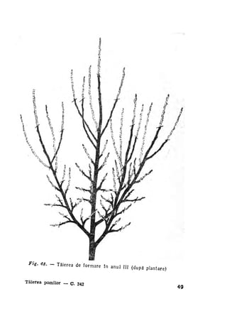« *

-

T ă i e r e a de f o r m a r e

Tăierea pomilor — c.

342

In a n u l III ( d u p ă p l a n t a r e )

49

 