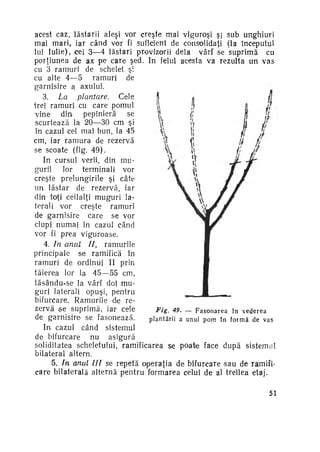 acest caz, lăstarii aleşi vor creşte mai vîguroşi ş sub unghiuri
mai mari, iar când vor fi suficient de consolidaţi (la începutul
lui Iulie), cei 3—4 lăstari provizorii dela vârf se suprimă cu
porţiunea de ax pe care şed. In felul acesta va rezulta un vas
cu 3 ramuri de schelet şi
cu alte 4—5 ramuri de
garnisire a axului.
3. La
plantare.
Cele
trei ramuri cu care pomul
vine
din. pepinieră
se
scurtează la 20—30 cm şi
în cazul cel mai bun, la 45
cm, iar ramura de rezervă
se scoate (fig. 49).
In cursul verii, din mu­
gurii
lor terminali vor
creşte prelungirile şi câte
un lăstar de rezervă, iar
din toţi ceilalţi muguri la­
terali vor creşte ramuri
de garnisire care se vor
ciupi numai în cazul când
vor fi prea viguroase.
4. In anul II, ramurile
principale se ramifică în
ramuri de ordinul II prin
tăierea lor la 45—55 cm,
lăsându-se la vârf doi mu­
guri laterali opuşi, pentru
bifurcare. Ramurile de re­
zervă se suprimă, iar cele
Fig. 49. — F a s o n a r e a în v e d e r e a
de garnisire se fasonează.
p l a n t ă r i i a unui p o m î n f o r m ă de v a s
In- cazul când sistemul
de bifurcare
nu
asigură
soliditatea scheletului, ramificarea se poate face după sistemul
bilateral altern.
5. In anul III se repetă operaţia de bifurcare >sau de ramifi­
care bilaterală alternă pentru formarea celui de al treilea etaj.
51

 