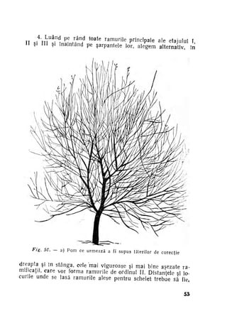 4

U

II si 'în !i l?
P
P l e ale etajului T,
II şi HI şi înaintând pe şarpantele lor, alegem alternativ, în

Fjg.

n

e

t 0 3 t e

r a m U r i I e

r i n c i

a

SC. — a) P o m ce u r m e a z ă a fi s u p u s t ă i e r i l o r de c o r e c ţ i e

d r e a p t a ş i în stânga, cele mai viguroase si mai bine aşezate ra­
mificaţii, care vor forma ramurile de ordinul II. Distanţele si lo­
curile unde se lasă ramurile alese pentru schelet trebue să fie
53

 