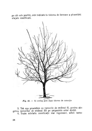 pe cât este posibil, cele indicate la tăierea de formare a piramidei
etajate modificate.

Fig.

50. — b) a c e l a ş pom d u p ă t ă i e r e a de c o r e c ţ i e

5. Tot asa procedăm cu ramurile de ordinul II, pentru ale­
gerea ramurilor de ordinul III pe şarpantele celor dintâi.
6. Toate celelalte ramificaţii mai viguroase, adică ramu54

 