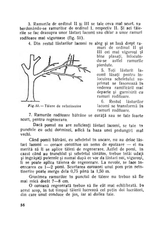 3. Ramurile de ordinul II şj III se taie ceva mai scurt, su
bordonându-se ramurilor de ordinul I, respectiv II. Şi aci tăieri'le se fac deasupra unor lăstari lacomi sau chiar a unor ramuri
roditoare mai viguroase (fig. 51).
4. Din restul lăstarilor lacomi se aleg şi se lasă drept ra­
muri de ordinul II ş i
III cei mai viguroşi şi
bine plasaţi, înlocuindu-se
astfel
ramurile
pierdute.
5. Toţi lăstarii
la­
comi lăsaţi pentru în­
locuirea scheletului su­
primat se fasonează în
vederea ramificării mai
departe şi garnisirii cu
ramuri roditoare.
6. Restul
lăstarilor
Fig.51.—
T ă i e r e de r e î n t i n e r i r e
lacomi Se transformă în
ramuri roditoare.
7. Ramurile roditoare bătrâne se curăţă sau se taie foarte
scurt, pentru regenerare.
D a c ă pomul nu are suficienţi lăstari la-comi, se taie în
punctele cu ochi dorminzi, adică la baza unei prelungiri mai
vechi.
Când pomii bătrâni, cu scheletul în uscare, nu au deloc lăs­
tari lacomi — ceeace constitue un semn de epuizare — ei n u
merită să li se aplice tăieri de r e g e n e r a r e . Astfel de pomi, în
cazul când au trunchiul şi scheletul sănătos, trebue întâi udaţi
şi î n g r ă ş a ţ i puternic şi numai după ce vor da lăstari noi, viguroşi,,
li se poate aplica tăierea de regenerare. La nevoie, se face în­
cercarea cu 1—2 pomi. Scurtarea coroanei unui pom prin reîn­
tinerire poate m e r g e dela 0,75 p â n ă la 1,50 m.
Grosimea ramurilor în punctul de tăiere nu trebue să fie
mai mică decât 7—8 cm.
O coroană regenerată trebue să fie cât mai echilibrată. Ir»
acest scop, în tot timpul tăierii lucrează cel puţin doi lucrători,
din care unul conduce de jos, iar al doilea taie.
56

 