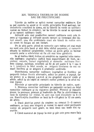 XIV. TEHNICA TĂIERILOR DE RODIRE
SAU DE FRUCTIFICARE
Tăierile de rodire se aplică numai ramurilor roditoare. Eie
se pot executa în uscat şi în verde, principiile fiind aceleaşi, iar
deosebirile constând în aceea, că la tăierile în verde se operează
numai cu lăstari în creştere, iar la tăierile în uscat se operează
şi cu ramuri roditoare vechi.
întrucât cele mai productive ramuri roditoare sunt cele ti­
nere şi viguroase şi întrucât aceste r a m u r i se formează din lăs­
tari anuali, una din problemele mari ale tăierii de rodire este
să avem în fiecare an noi lăstari.
Pe de altă parte, ştiind că ramurile care rodesc cel mai mult
nu sunt cele dela bază şi nici dela vârful şarpantei, ci ramurile
situate la mijlocul şarpantelor, trebue să avem grijă ca tocmai
această parte a scheletului să fie cât mai bine garnisită.
In al treilea rând, trebue să u r m ă r i m ca raportul între ramu­
rile roditoare vegetative (adică încă nepurtătoare de flori, ca :
pinteni, smicele, lăstari vegetativi) şi ramurile roditoare fiorifere (ţepuşi, nuieluşe, mlădiţe) să fie de cel puţin 2 la 1 sau 3
la 1, pentrucă în felul acesta, se asigură formarea de noi ra­
muri florifere şi se asigură o producţie susţinută.
Distribuirea ramurilor roditoare vegetative şi florifere pe
şarpantă trebue făcută alternativ, adică un pinten, o ţepuşă, iar
un pinten şi o ţepuşă ş.a.m.d, şi nu grupând separat unele şl
altele, adică la un capăt al ramurii numai pinteni şi la altul nu­
mai ţepuşi.
Normele şl operaţiile principale în tăierile de rodire, s u n t :
1. Desimea ramurilor roditoare pe şarpantă variază cu felul
ramurilor roditoare şi cu vigoarea pomilor. Pintenii şi ţepuşile
tinere, la pomacee, precum şi buchetele de Mai la sâmburoase se
lasă în numărul lor iniţial, în care caz sunt distanţate la 3—5
cm. Ramificaţiile fructifere se lasă la 8—10 până la 12 cm unele
de altele.
2. Dacă dintr'un punct de creştere au crescut 2—3 ramuri
roditoare, se lasă una singură şi numai în cazul când porţiunile
vecine de şarpantă sunt goale, se lasă două sau toate trei ra­
murile.
3 Când numărul de ţepuşi la m ă r şi păr este prea m a r e faţă
5?

 