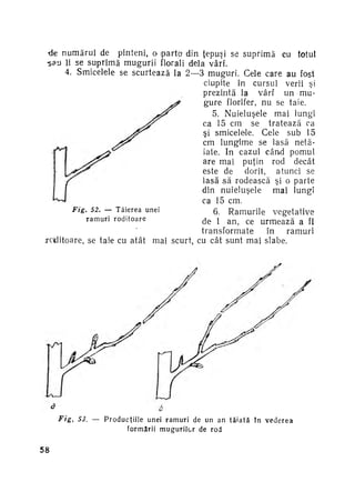 -de numărul de pinteni, o iparta din ţepuşi se suprimă cu totul
•sau li se suprimă mugurii florali dela vârf.
4. Smicelele se scurtează la 2—3 muguri. Cele care au fost
ciupite în cursul verii şi
prezintă la vârf un mu­
gure florifer, nu se taie.
5. Nuieluşele mai lungi
ca 15 cm se tratează ca
şi smicelele. Cele sub 15
cm lungime se lasă netă­
iate. In cazul când pomul
are mai puţin rod decât
este de
dorit, atunci se
lasă să rodească şi o parte
din nuieluşele
mai lungi
ca 15 cm.
Fig. 52. — T ă i e r e a unei
6, Ramurile vegetative
ramuri roditoare
de 1 an, ce urmează a fi
transformate
în
ramuri
roditoare, se taie cu atât mai scurt, cu cât sunt mai slabe.

b
Fig,

58

53, — P r o d u c ţ i i l e unei r a m u r i de un an t ă i a t ă î n
f o r m ă r i i m u g u r i l o r de rod

vederea

 
